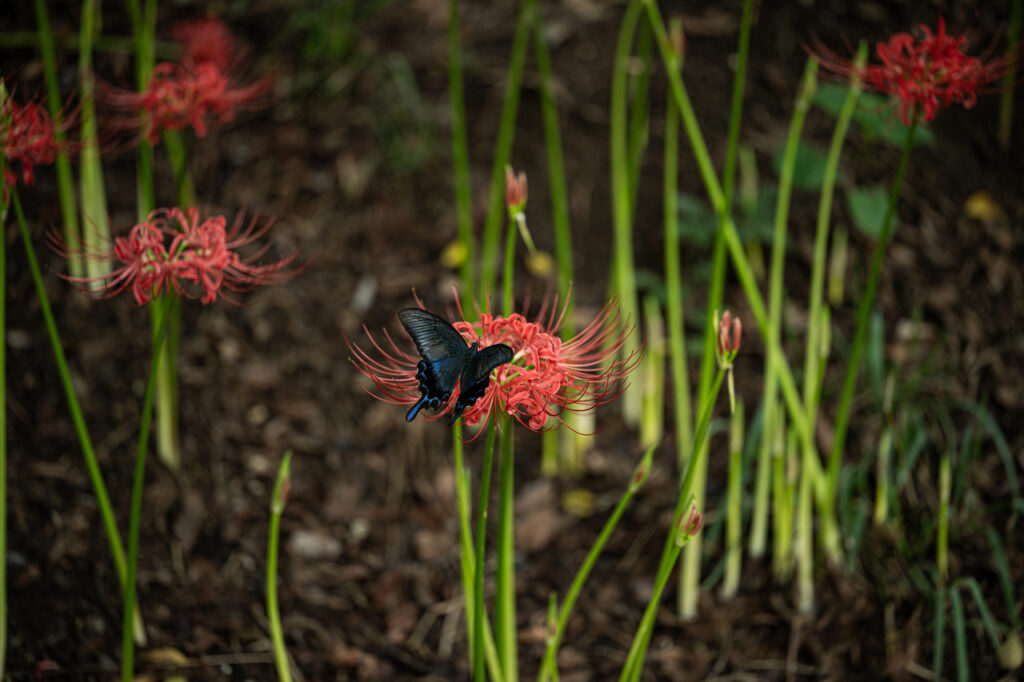 NIKKOR Z MC 105mm f/2.8 VR Sで彼岸花を撮る | Harunire Kotan